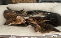 British Longhair cats for sale: 4 Beautiful tabby kittens - Image 16