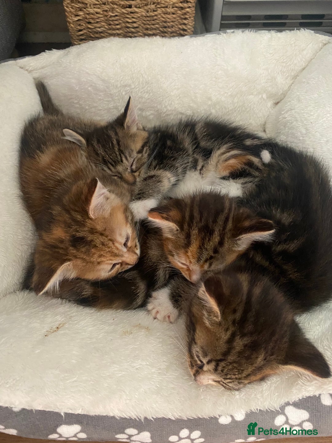 British Longhair cats for sale: 4 Beautiful tabby kittens - Image 16