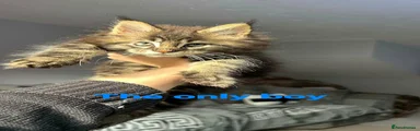 Maine Coon Kitten 1
