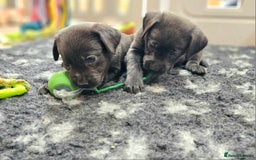 Labrador Retriever dogs for sale: THE LAST 4 KC HEALTH TESTED LABS READY TO NOW.  - Image 15