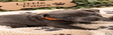 ORANGE COLLAR