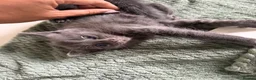 Mixed Breed cats for sale: 4 kittens looking for new home  - Advert 2