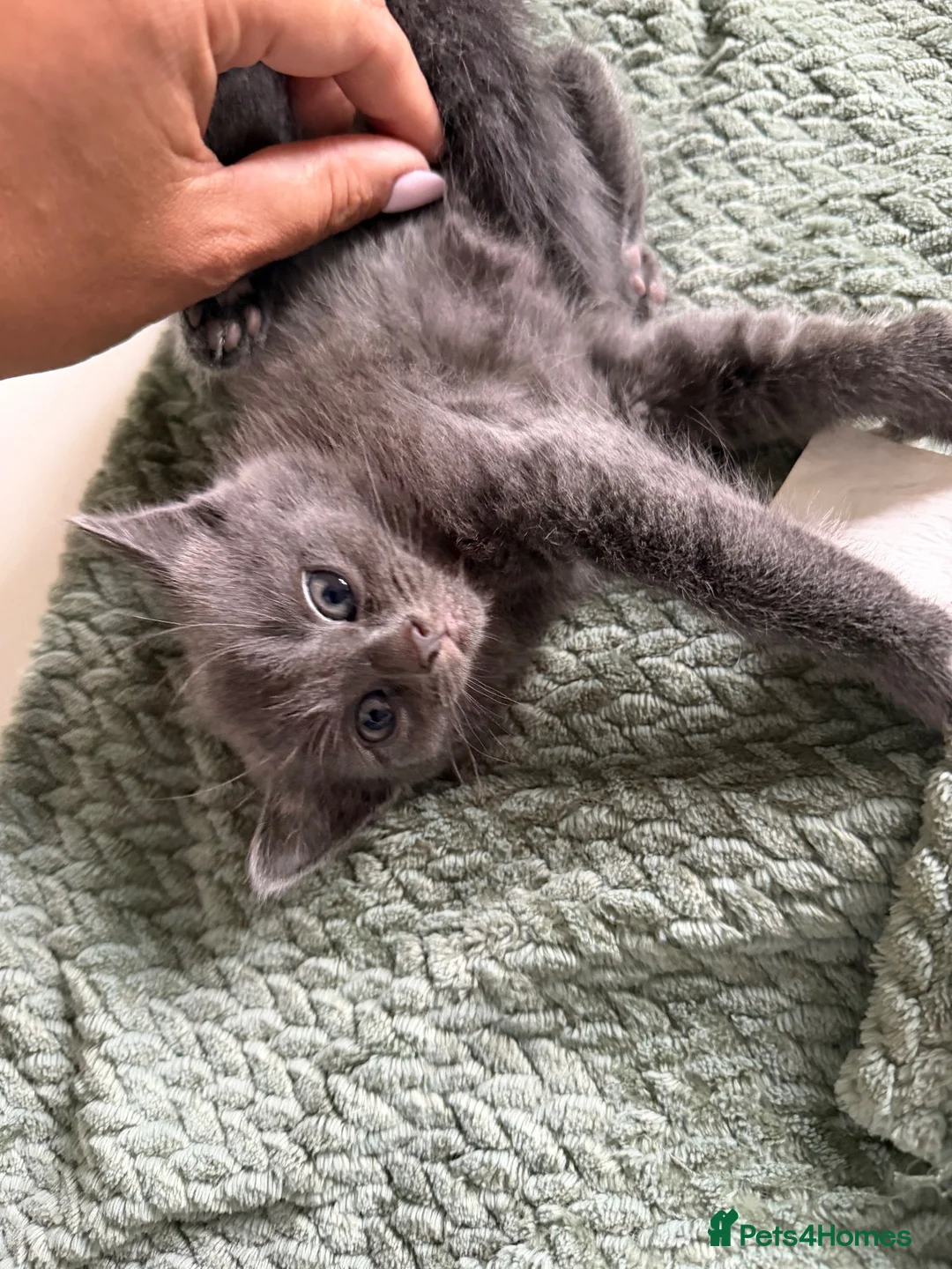Mixed Breed cats for sale: 4 kittens looking for new home  - Advert 2