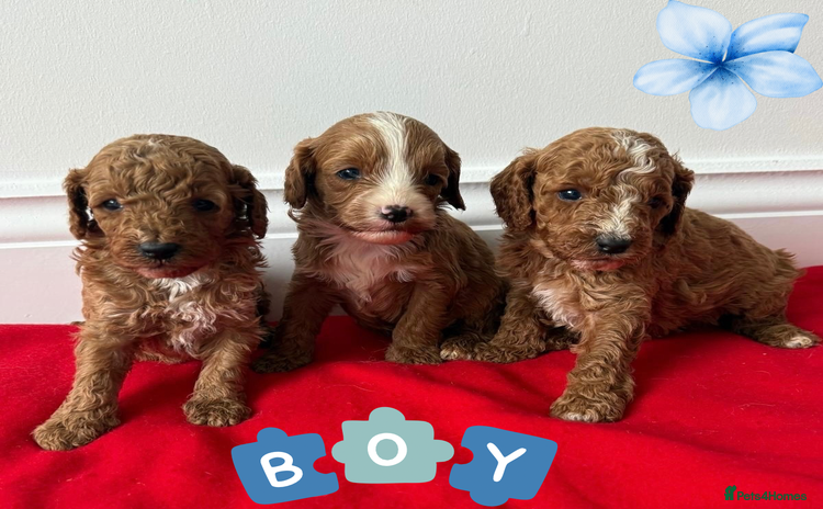 Cavapoo dogs - Advert 2