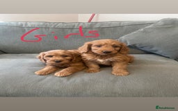 Irish Doodle dogs for sale: Irish doodle puppies - Image 5