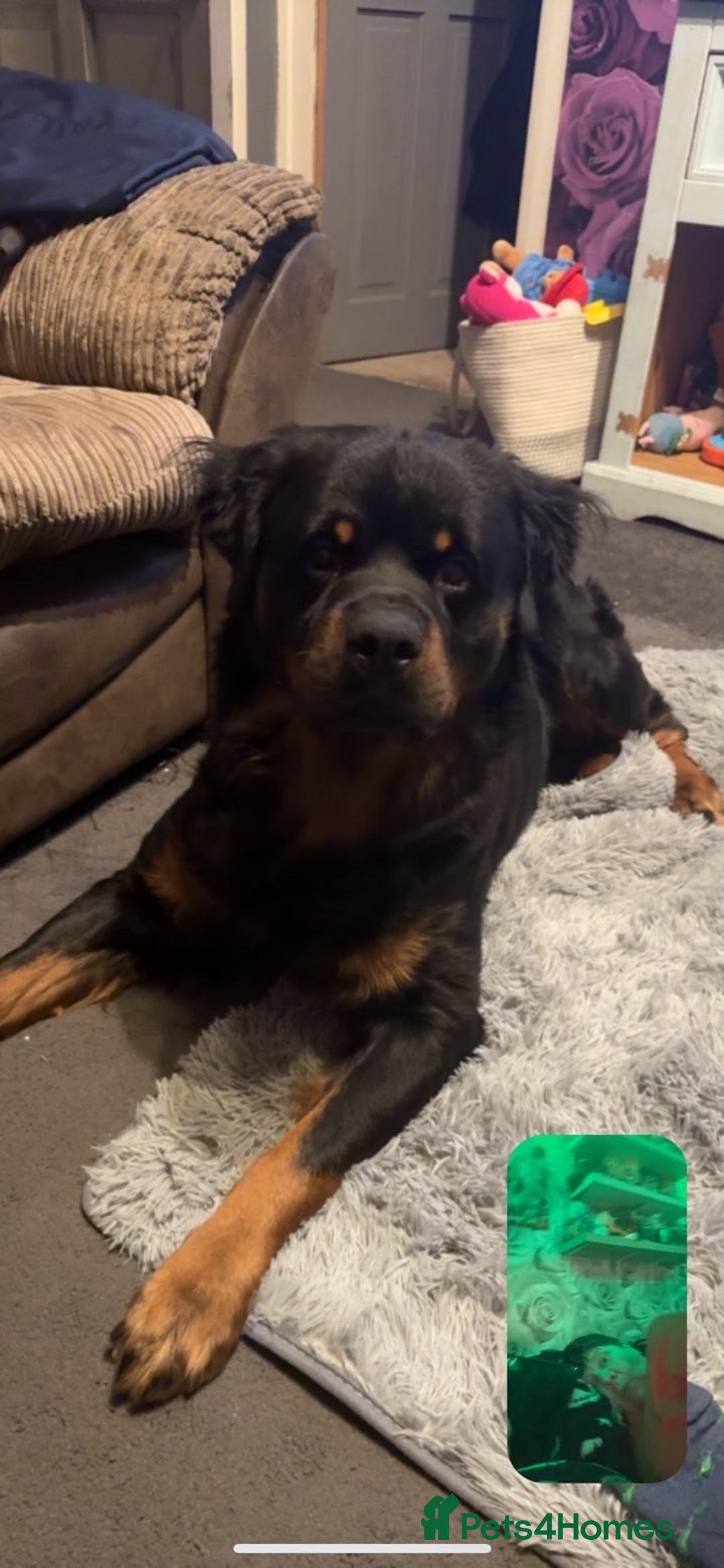 Rottweiler dogs for sale: Long hair male Rottweiler  - Advert 2