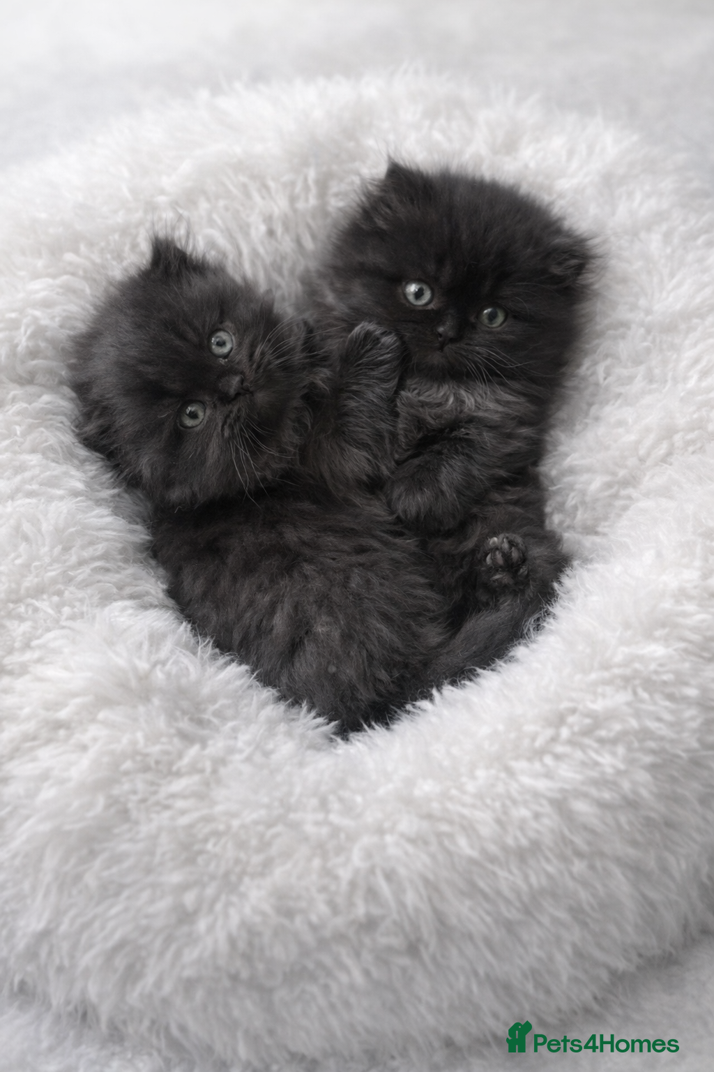 Scottish Fold cats Scottish fold/British shorthair kittens😻 - Advert 4