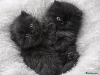 Scottish Fold cats Scottish fold/British shorthair kittens😻 - Advert 4