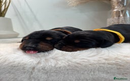 Dobermann dogs for sale: Stunning Black and Tan pups Boy and Girl   - Image 7