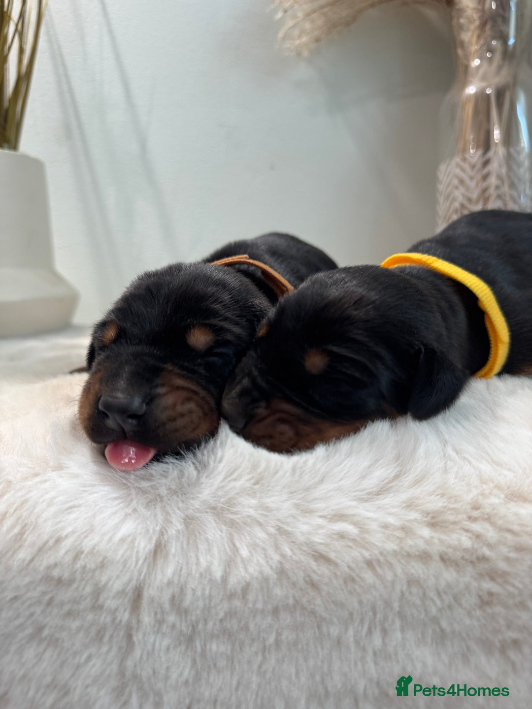 Dobermann dogs for sale: Stunning Black and Tan pups Boy and Girl   - Image 7