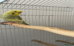 Budgerigars birds for sale: 2 Adult Budgies with Cage Male & Female - Image 7