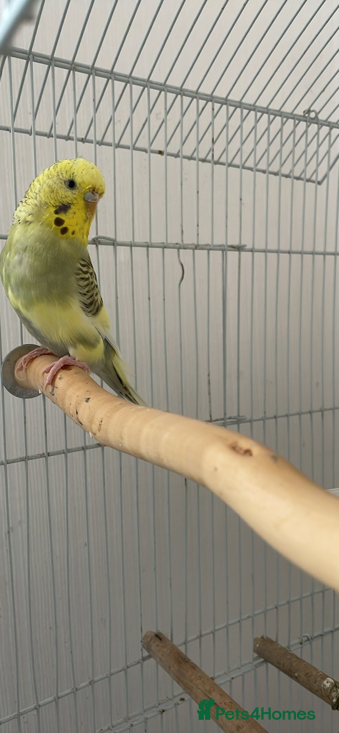 Budgerigars birds for sale: 2 Adult Budgies with Cage Male & Female - Image 7
