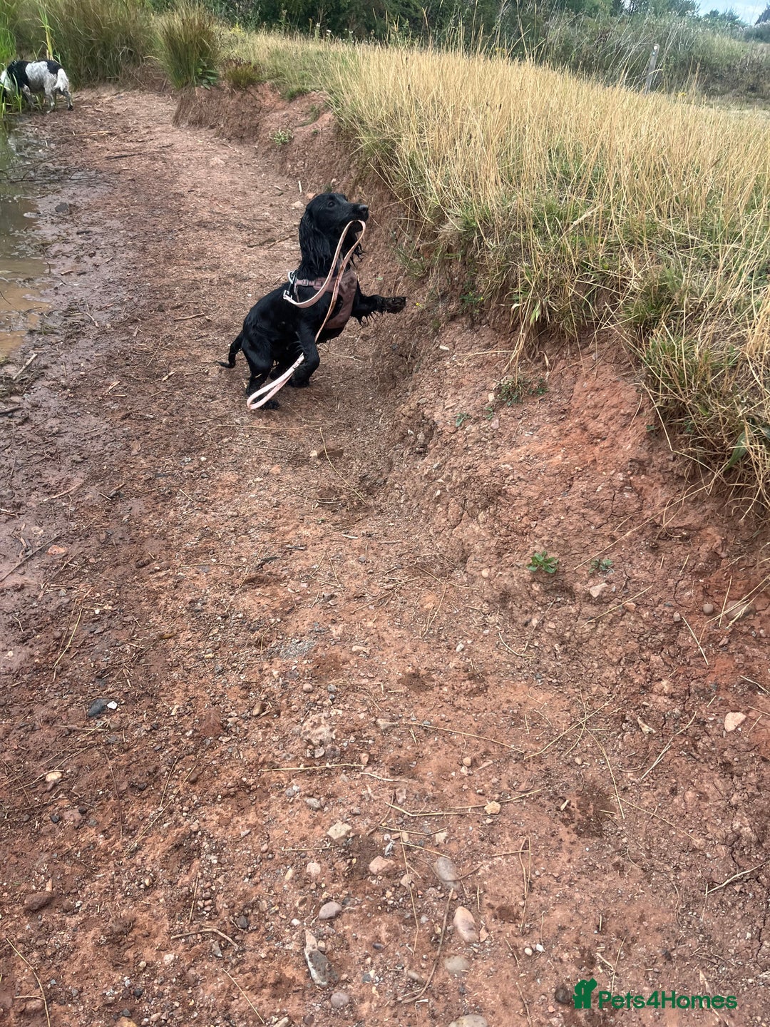 Cocker Spaniel dogs for sale: Rosie - One Year Old - Advert 9