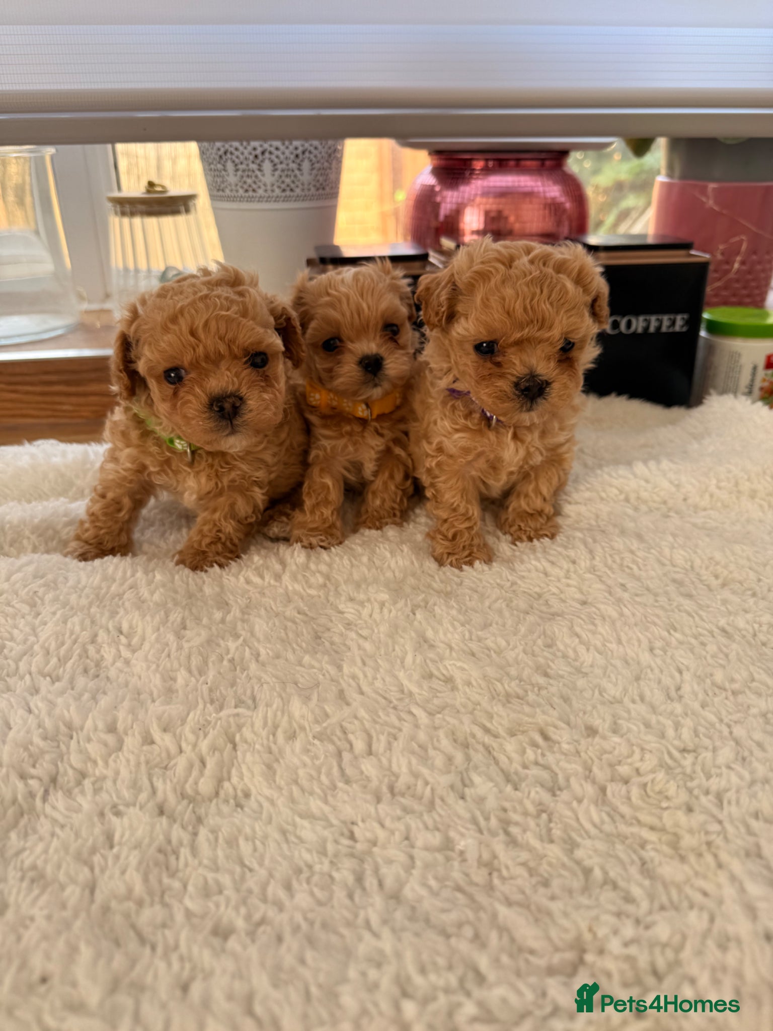 Maltipoo dogs 🤎Beautiful F1 litter of Mini Mini Matipoo 🤎 - Advert 17