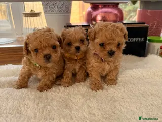 Maltipoo dogs 🧡🤎Beautiful F1 litter of Mini Mini Matipoo 🧡🤎 - Advert 6