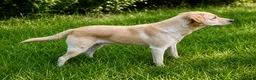 Labrador Retriever dogs for sale: Yellow 18 Month Old Working Lab Dog - Advert 4