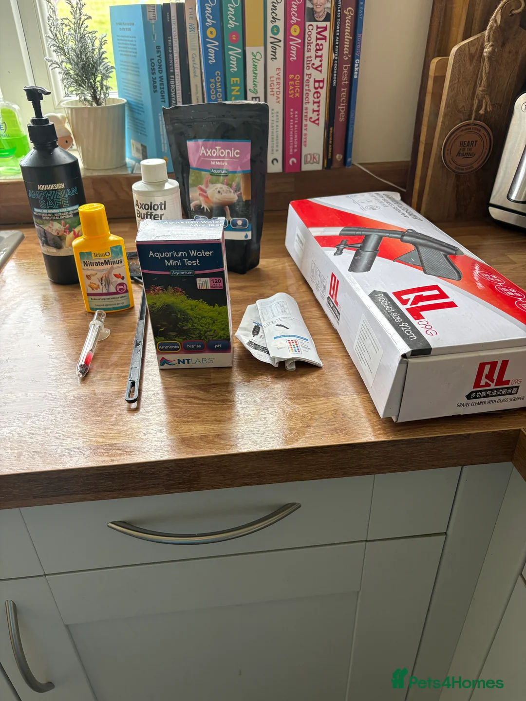 Axolotl reptiles for sale: 2 x female 2 yr leucistic Axolotls in Bury Saint Edmunds - Advert 6