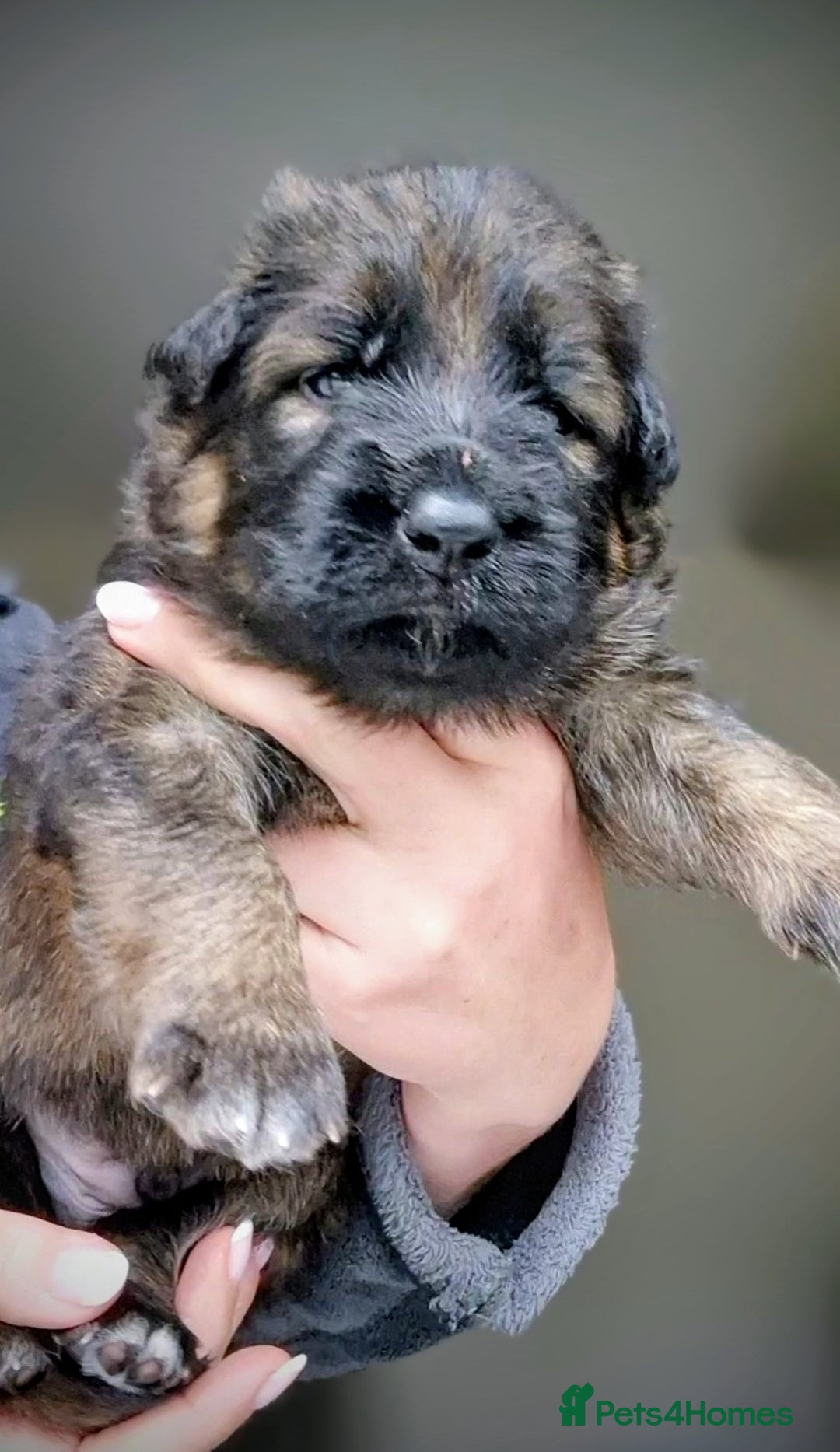 German Shepherd dogs for sale: German shepherd puppies KC register  - Image 13