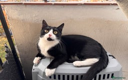 British Shorthair cats for sale: FREE black and white cat 18 months old - Image 2