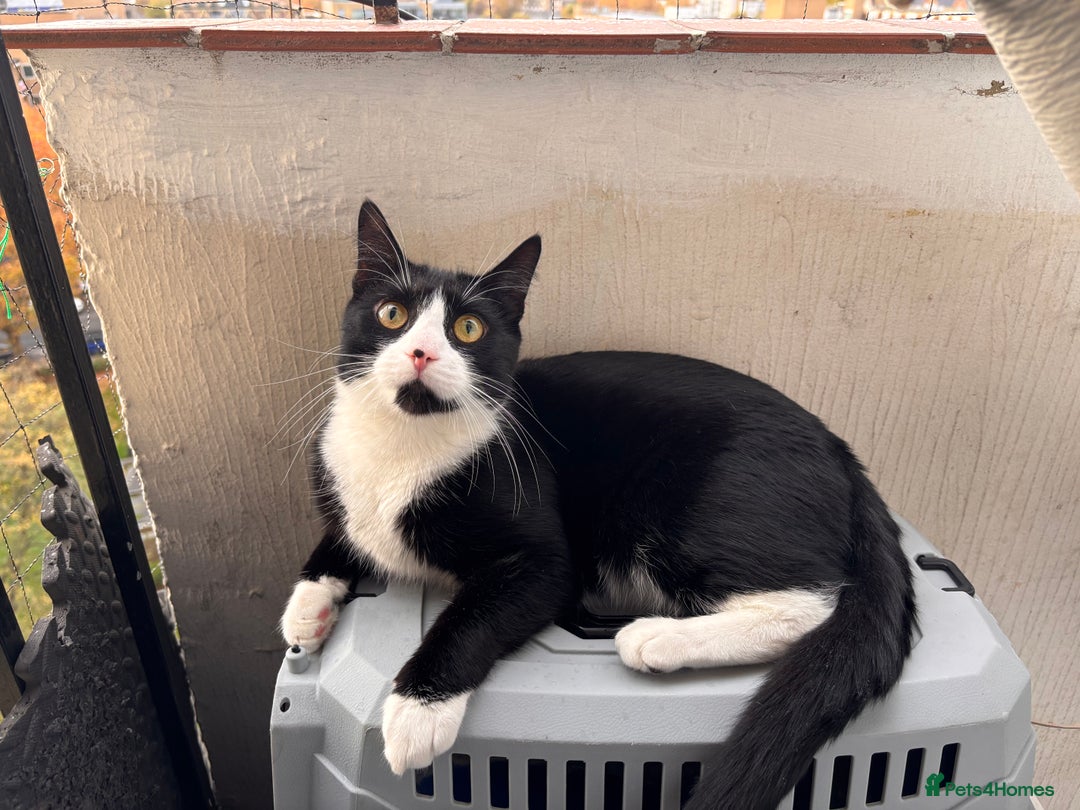 British Shorthair cats for sale: FREE black and white cat 18 months old - Image 2