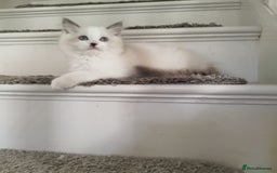 Ragdoll cats for sale: 5 ADORABLE RAGDOLL X KITTENS FOR SALE - Image 12