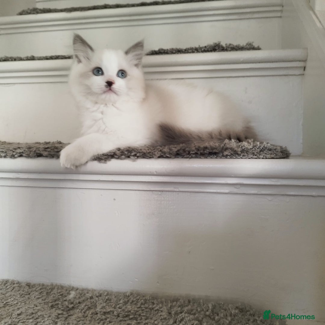 Ragdoll cats for sale: 5 ADORABLE RAGDOLL X KITTENS FOR SALE - Image 12