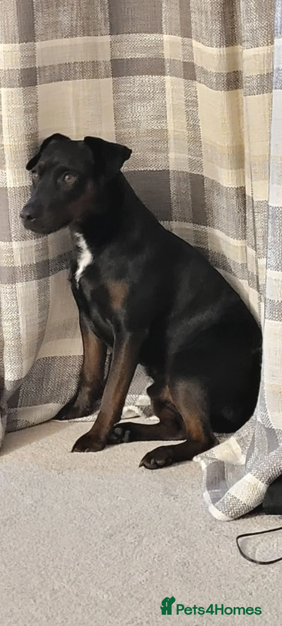 Patterdale Terrier dogs for stud: Tricolour Patterdale Male for Stud - Advert 2