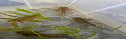 Axolotl reptiles for sale: Baby axolotls  - Advert 9