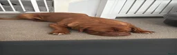 Dogue De Bordeaux dogs for sale: Gazza - 2 and a half year old boy  in Portsmouth - Advert 2