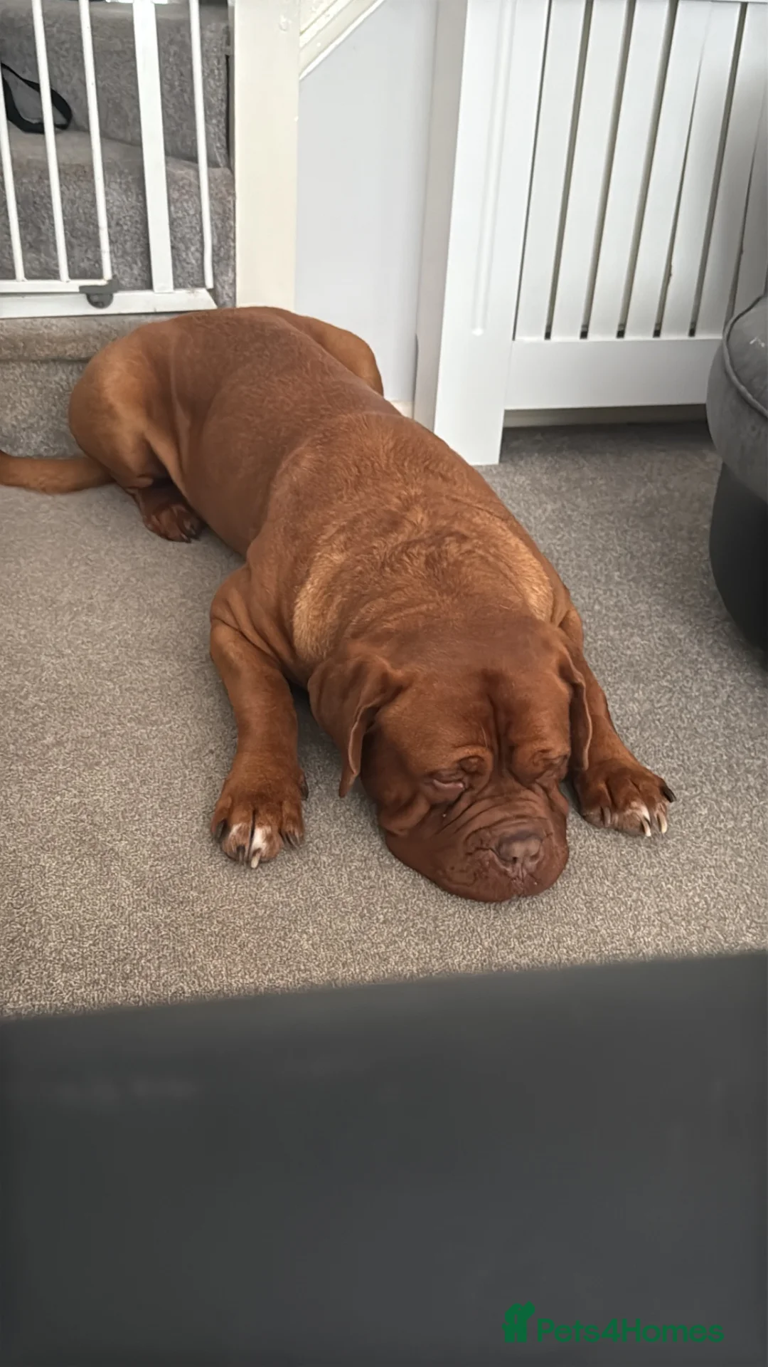 Dogue De Bordeaux dogs for sale: Gazza - 2 and a half year old boy  in Portsmouth - Advert 2