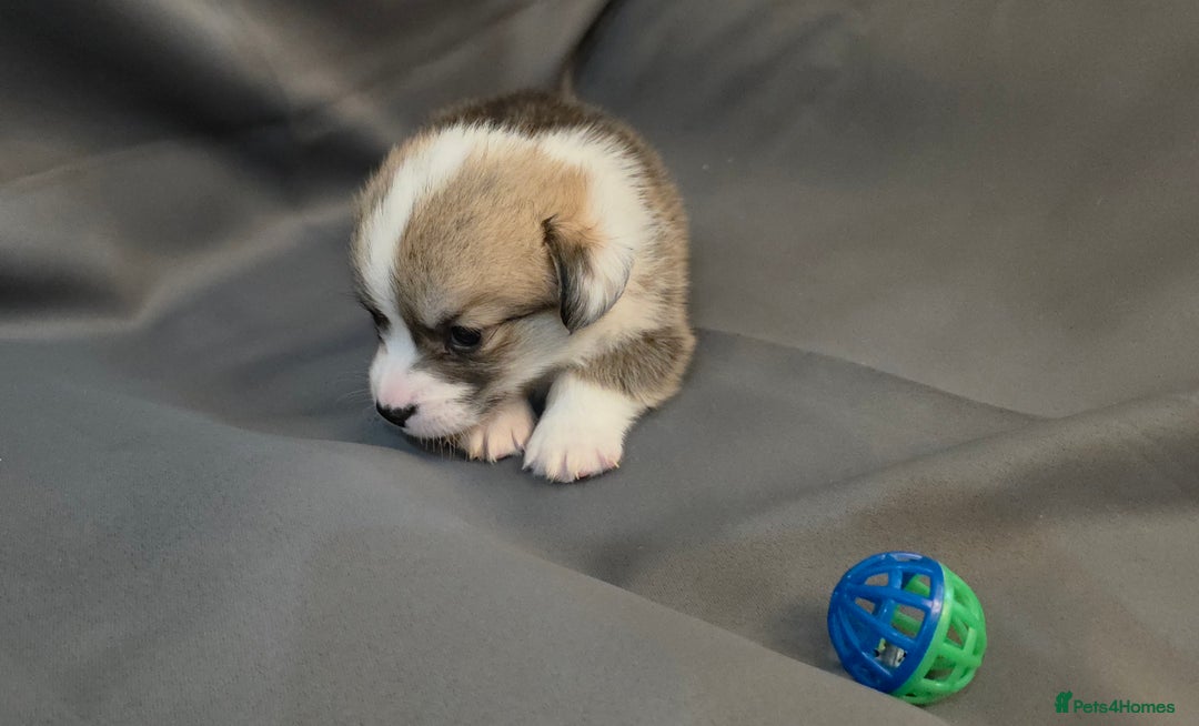 Welsh Corgi Pembroke dogs for sale: 33rd Generation RKC Pembroke Corgi Pups - Advert 16