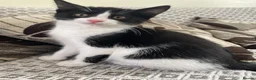 Mixed Breed cats for sale: Two beautiful black & white female kittens - Advert 25
