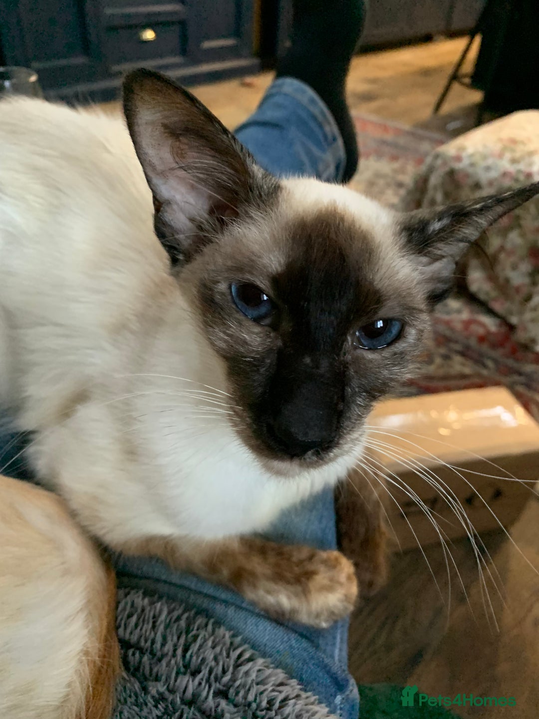 Oriental cats for sale: Oriental Longhair kittens - Advert 1