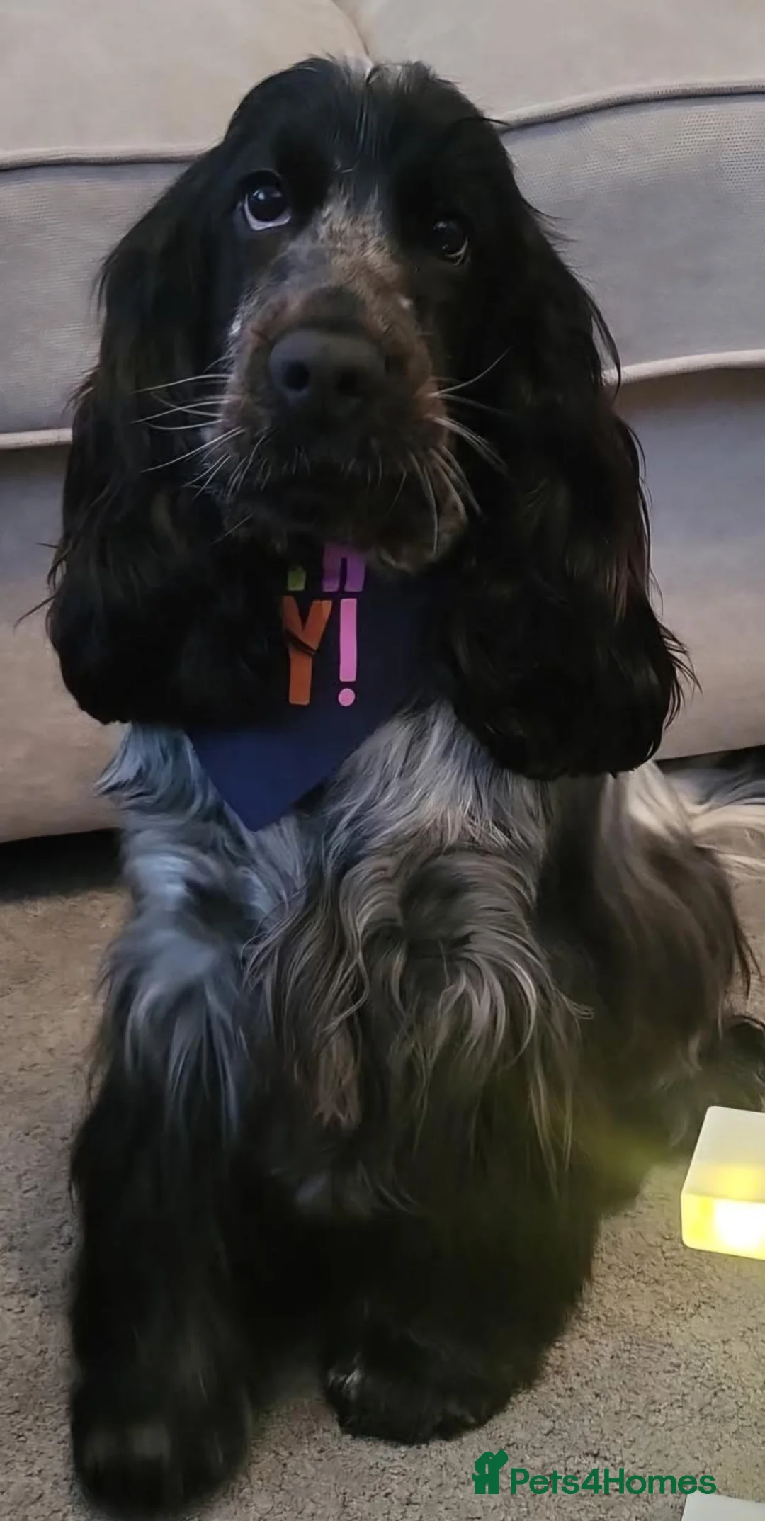 Cocker Spaniel dogs for sale: KC litter of show cocker spaniels in Manchester - Advert 1