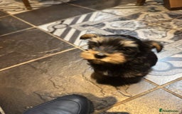 Yorkshire Terrier dogs for sale: Pedigree Yorkshire Terrier boy for sale - Image 6