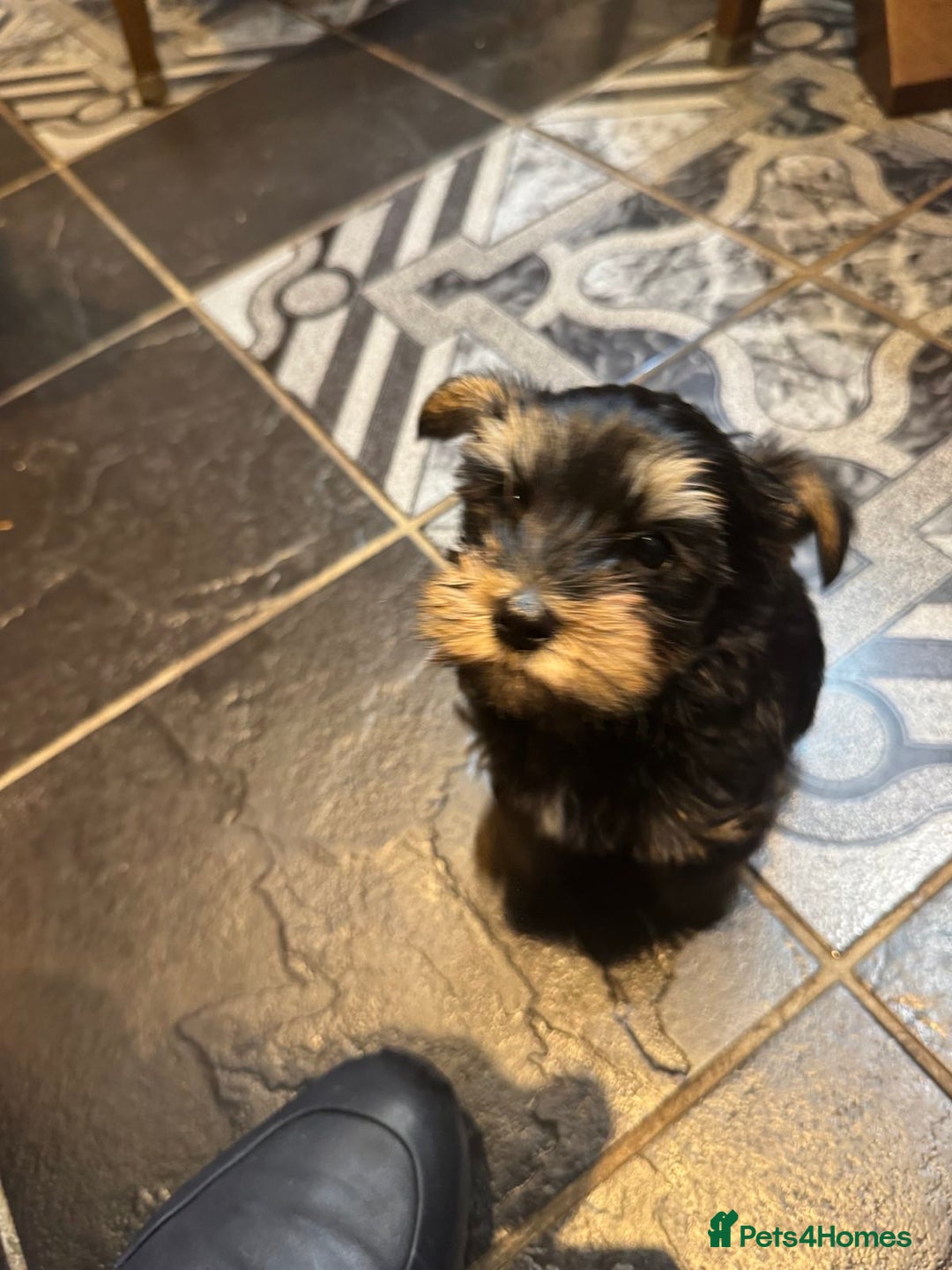 Yorkshire Terrier dogs for sale: Pedigree Yorkshire Terrier boy for sale - Image 6