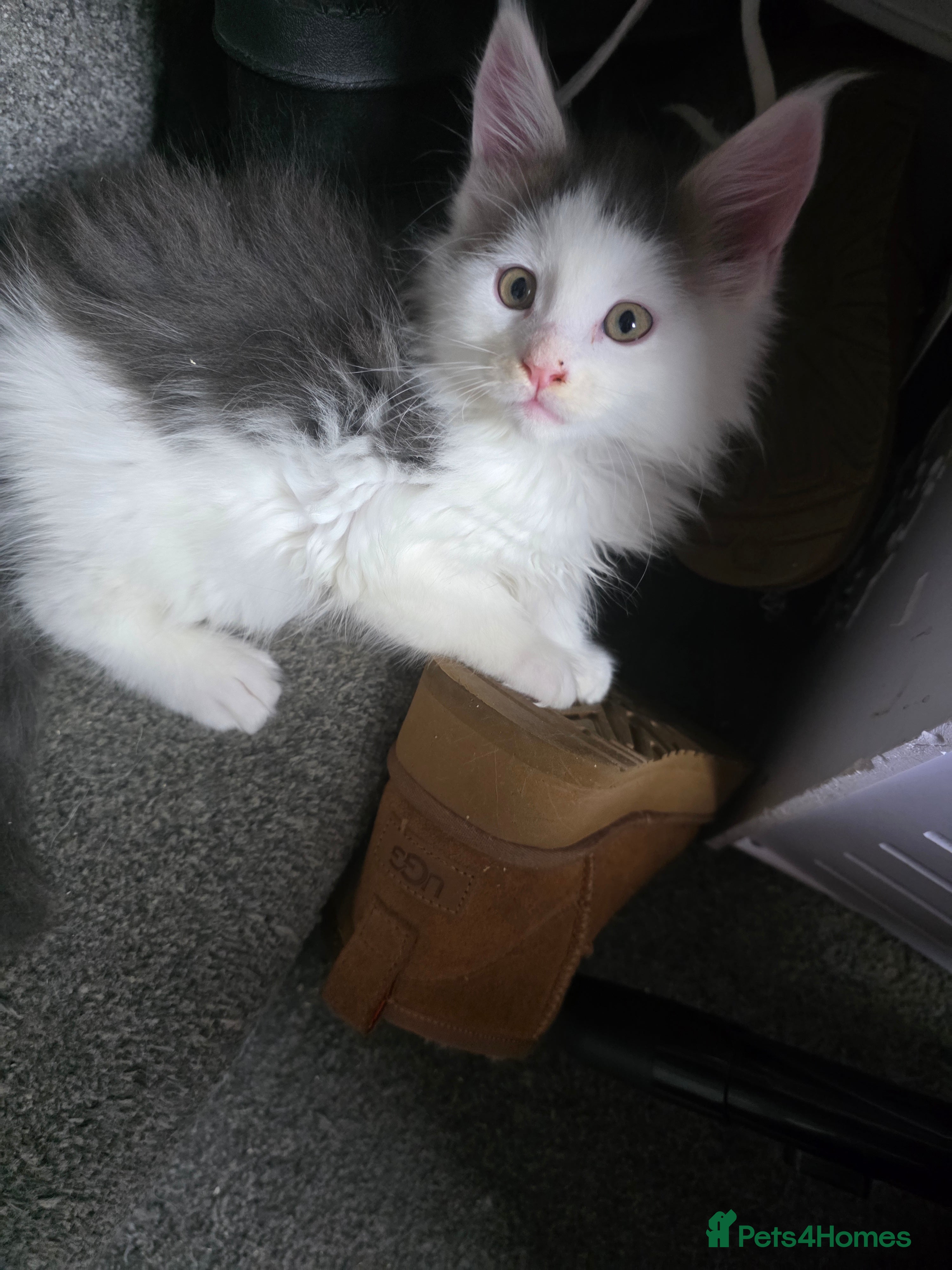 Maine Coon cats STUNNING MAINE COON KITTENS  - Advert 1