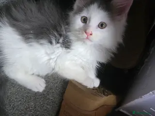 Maine Coon cats STUNNING MAINE COON KITTENS - Advert 1