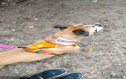 Mixed Breed dogs for sale: Staffy cross boxer female - Image 2