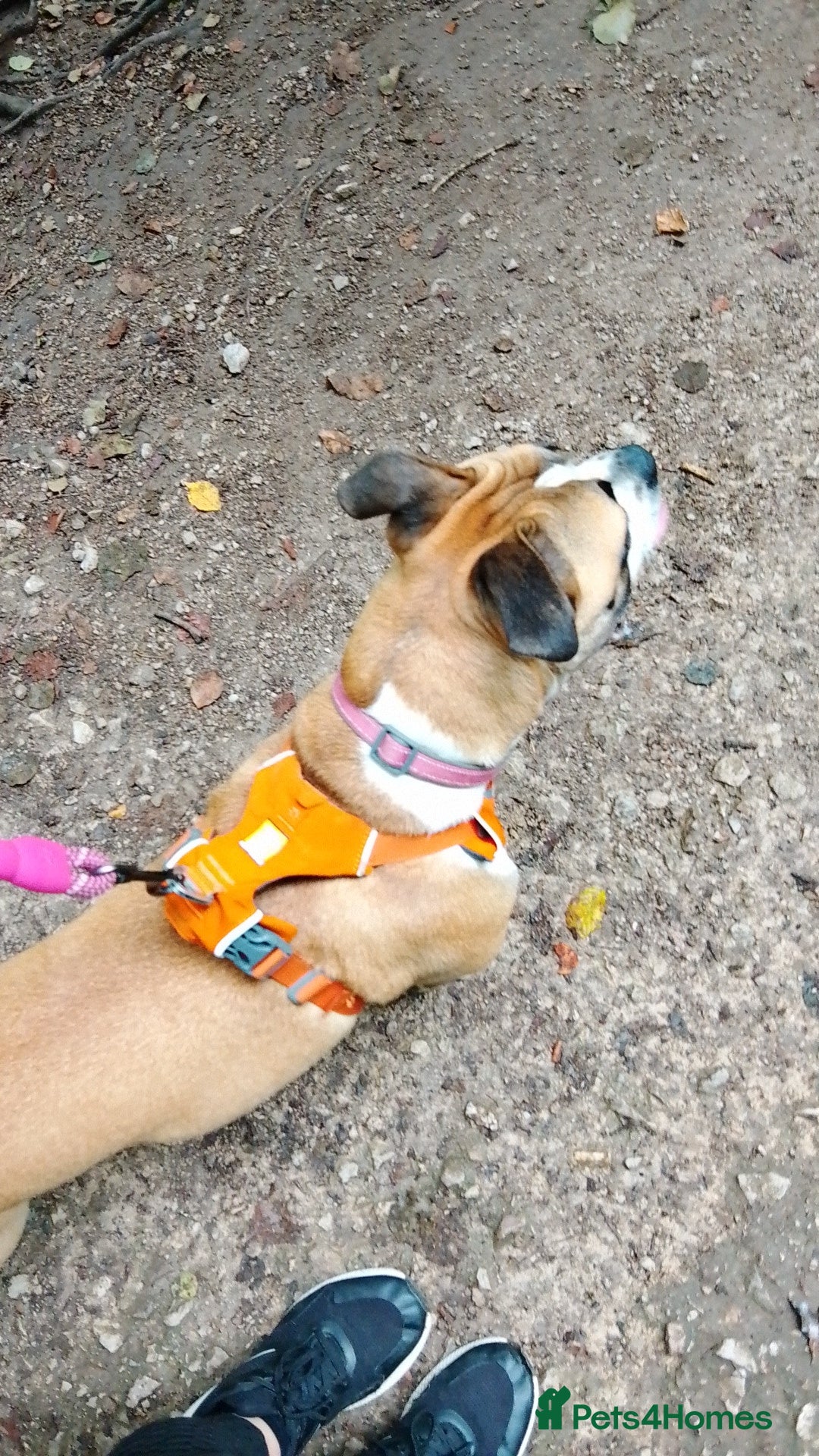 Mixed Breed dogs for sale: Staffy cross boxer female - Image 2