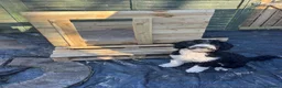 Cockapoo dogs for stud: COCKAPOO AVAILABLE FOR STUD ⭐️  - Advert 8