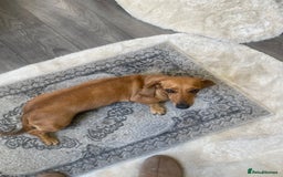 Dachshund dogs for sale: Tan dachshund for sale  - Image 3