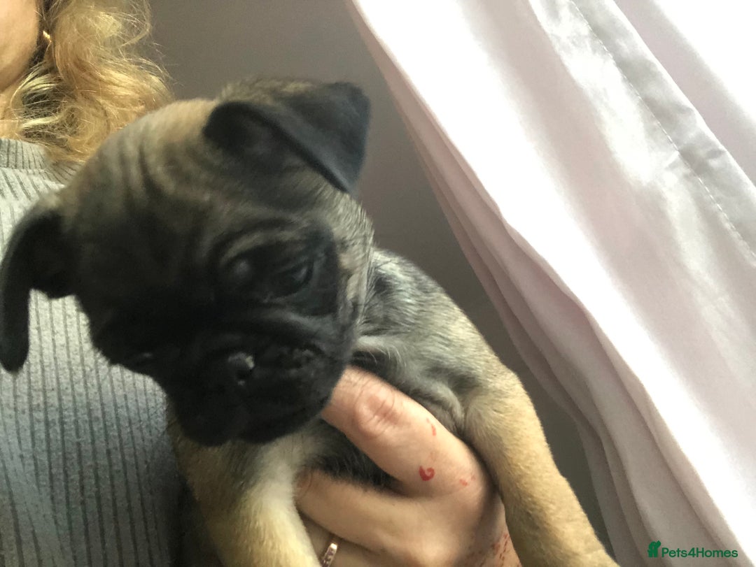 Pug dogs for sale: Rare apricot fawn female pug puppy ready now  - Advert 29
