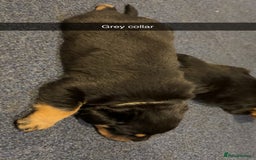 Rottweiler dogs for sale: Gorgeous Rottweiler puppies - Advert 6