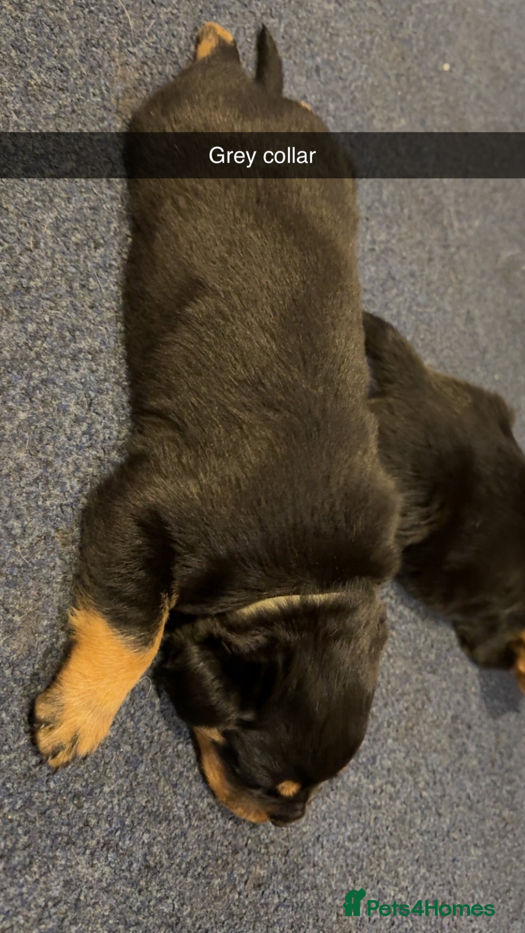 Rottweiler dogs for sale: Gorgeous Rottweiler puppies - Advert 6