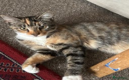 British Shorthair cats for sale: Miss noor  - Image 3