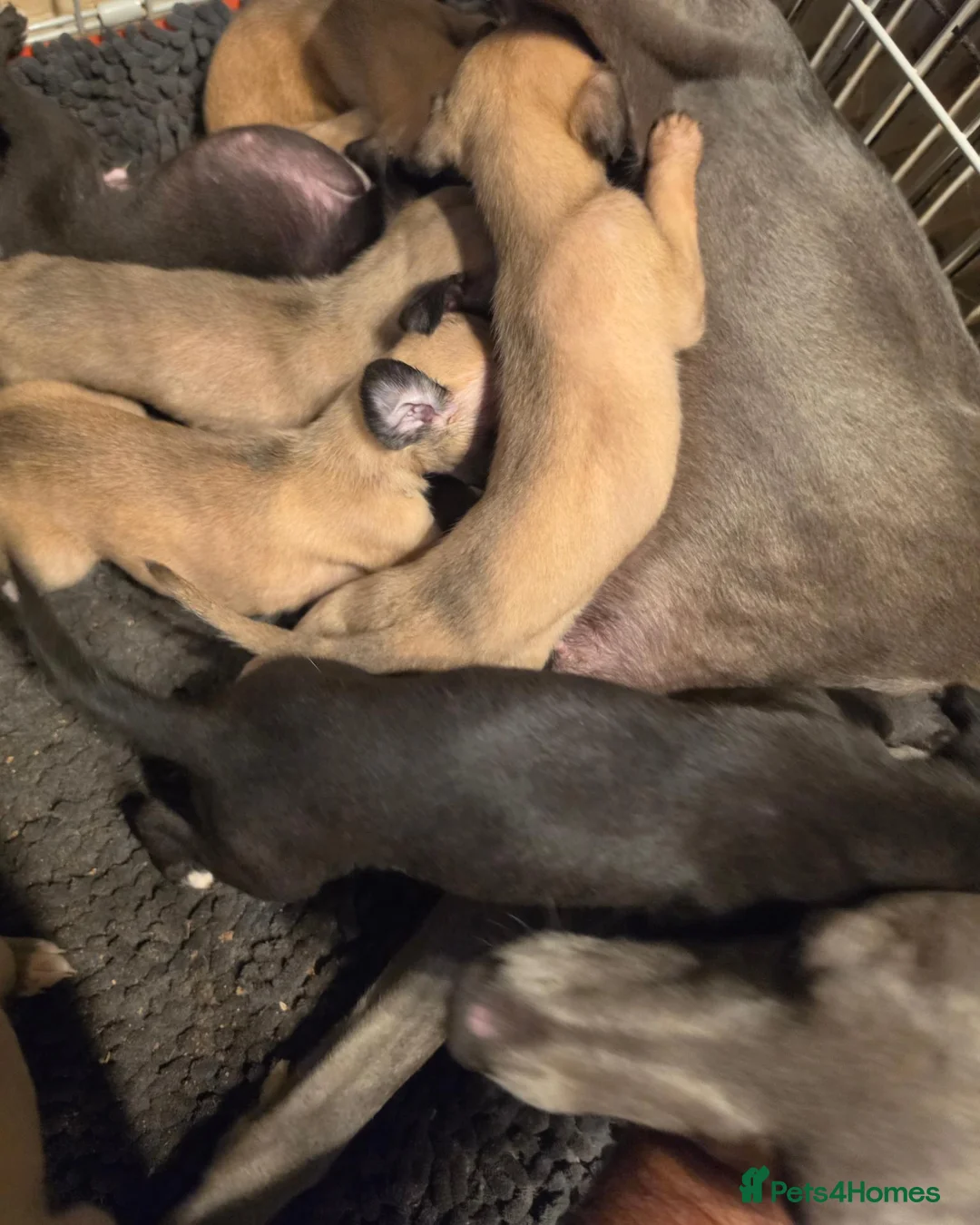 Whippet dogs for sale: Whipped pups - Advert 2