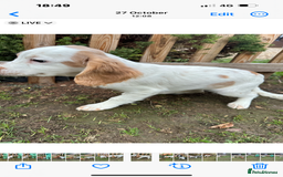 Cocker Spaniel dogs for sale: Working cocker spaniel puppies  - Image 12