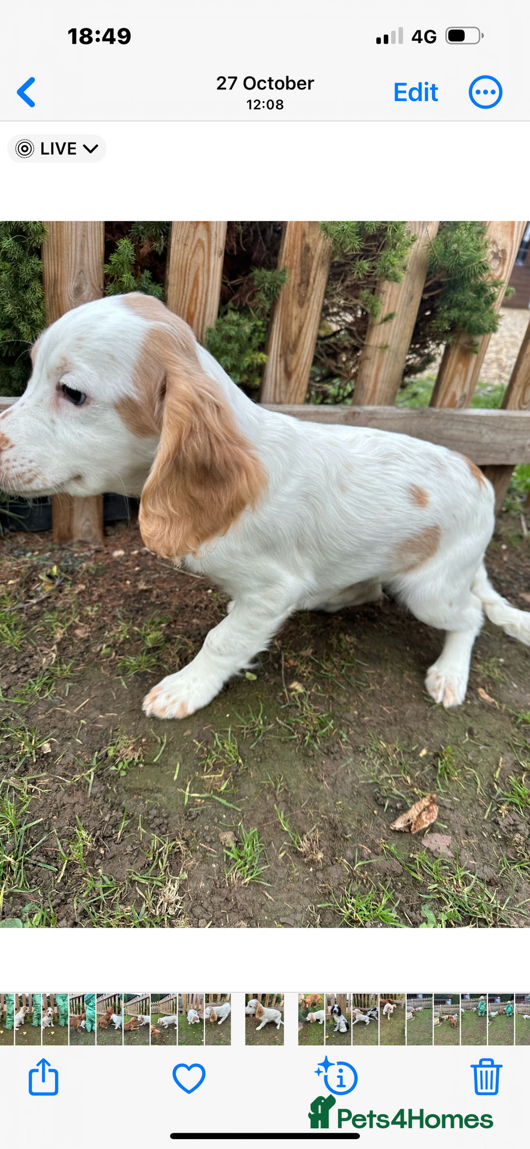Cocker Spaniel dogs for sale: Working cocker spaniel puppies  - Image 12