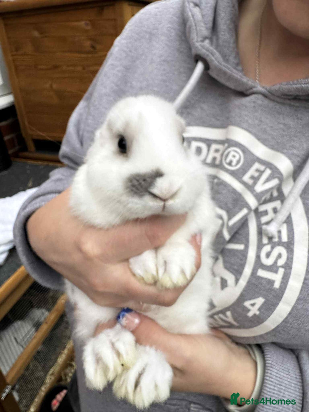 Mini Lop rabbits for sale: Mini pop baby rabbits - Advert 10